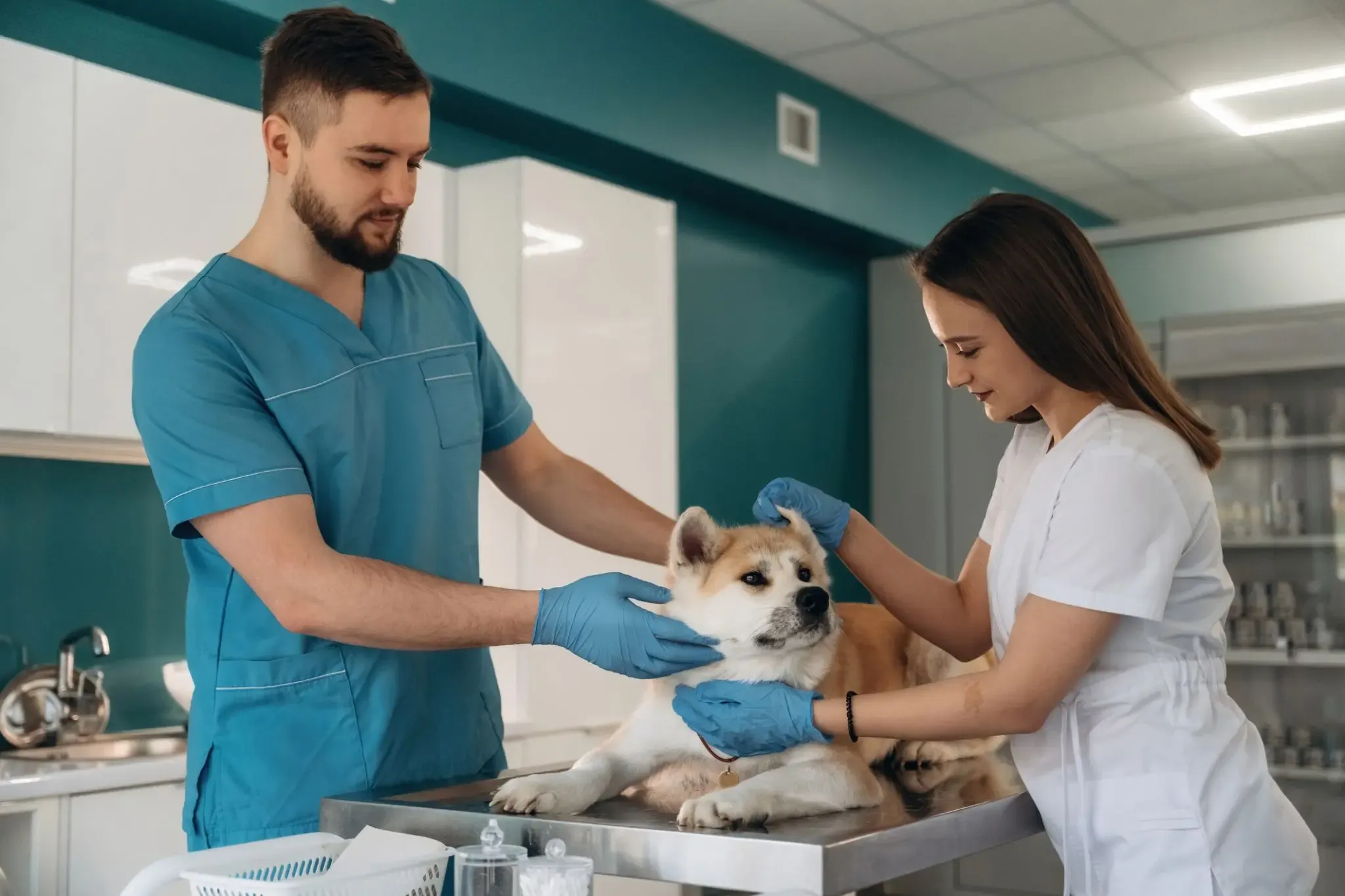 3-importancia-de-asegurar-a-tu-mascota.webp