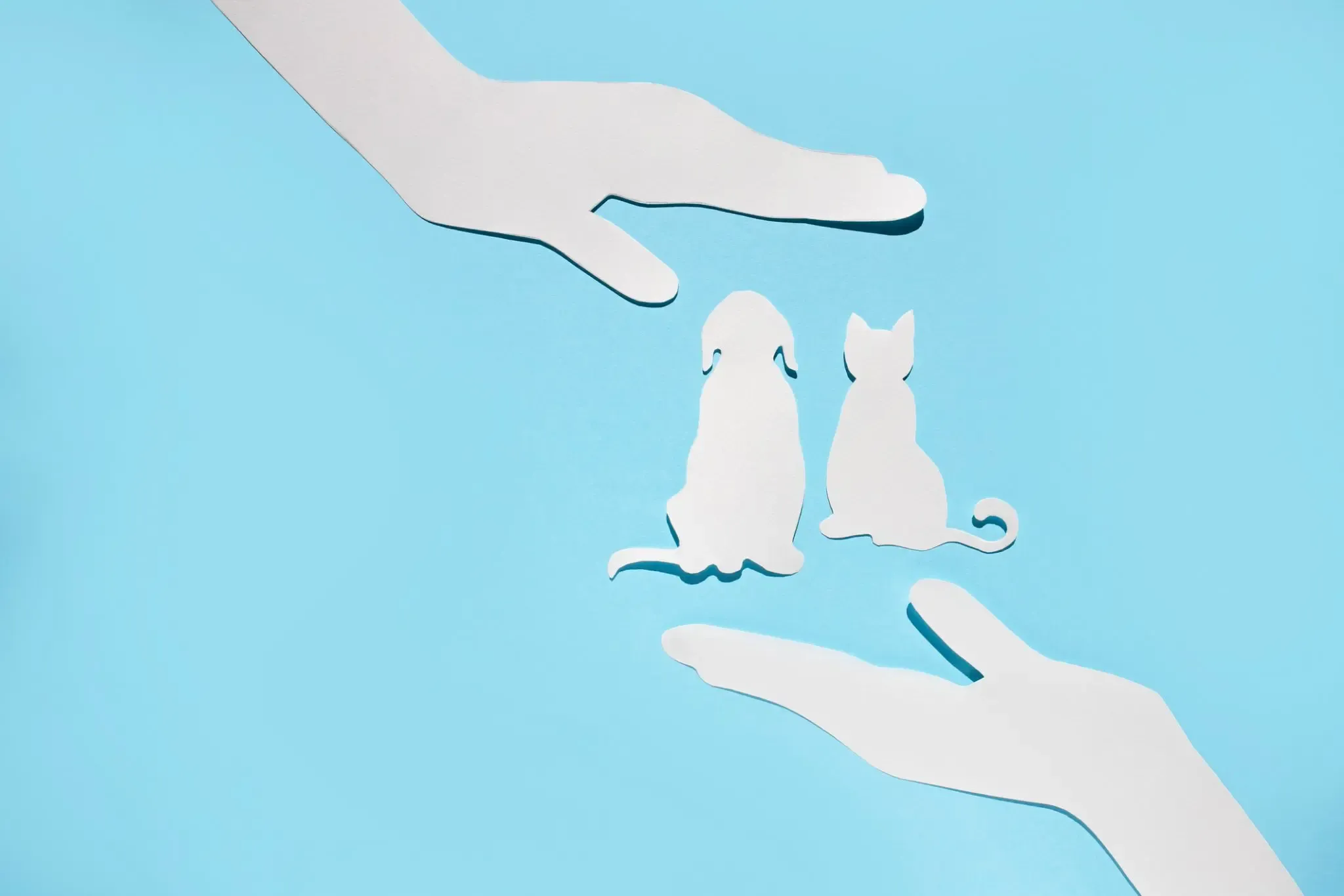 5-importancia-de-asegurar-a-tu-mascota.webp
